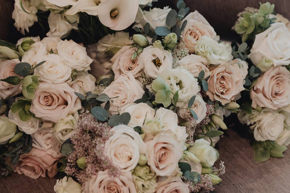Blush & Cream