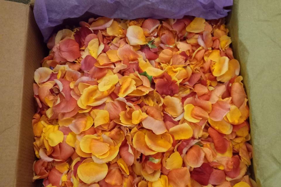 Rose petals for the isle