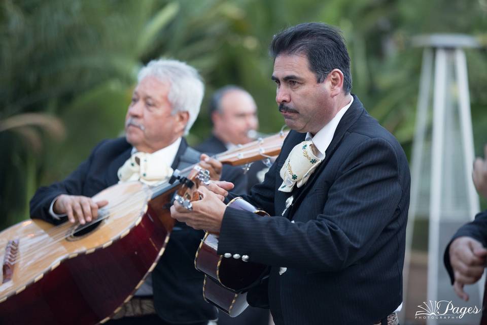 Wedding Mariachi