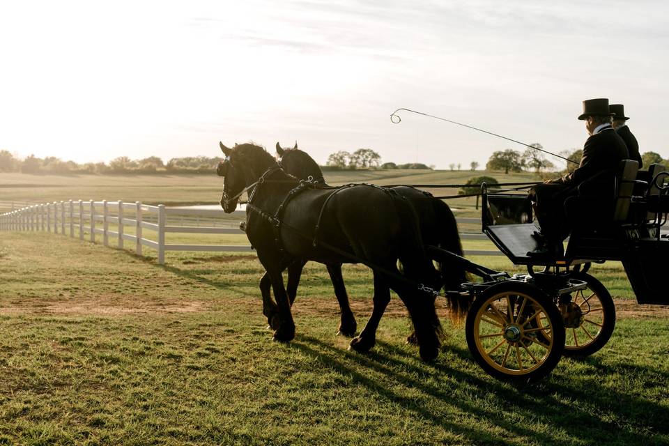 Friesian Horses