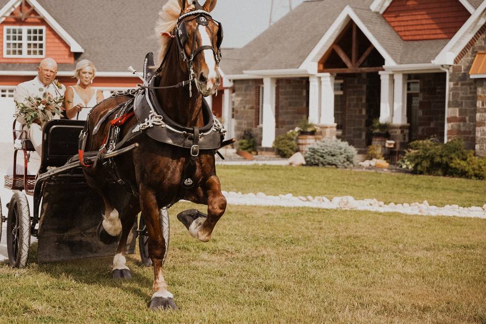 Bride and Father With Horse