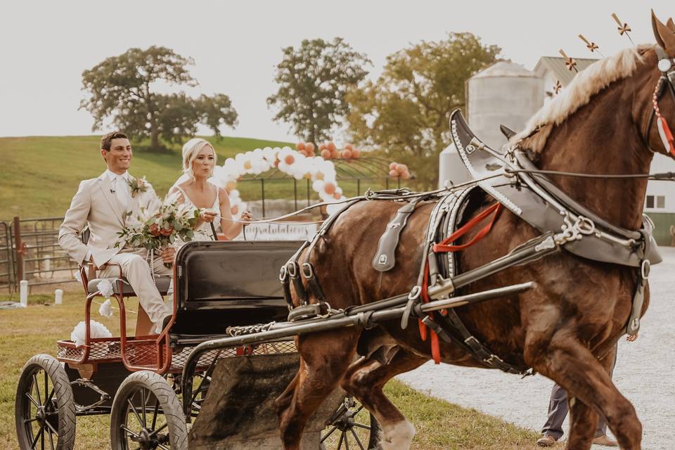 Wedding Horse