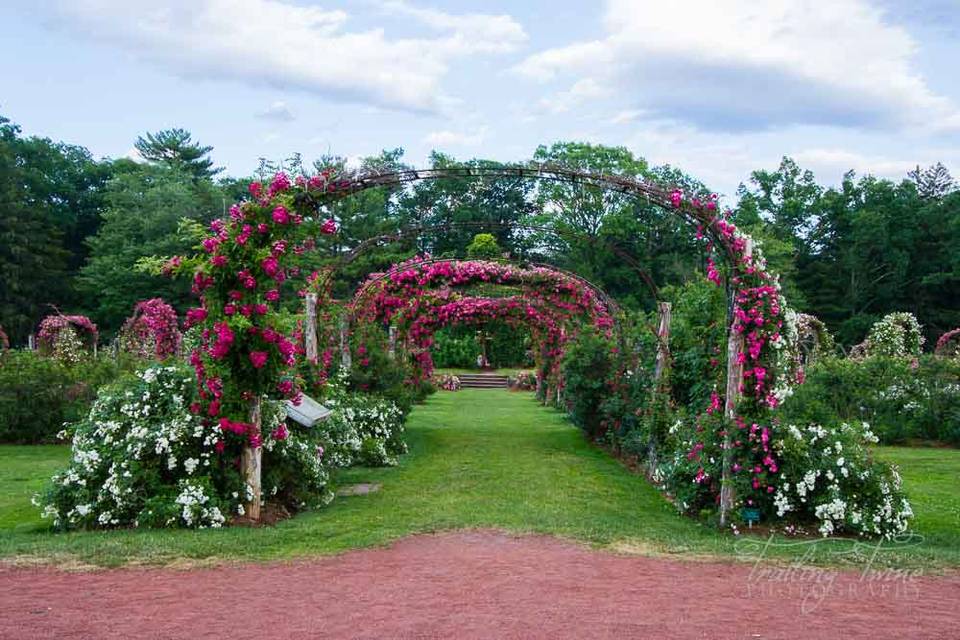 Rose Garden: Elizabeth Park