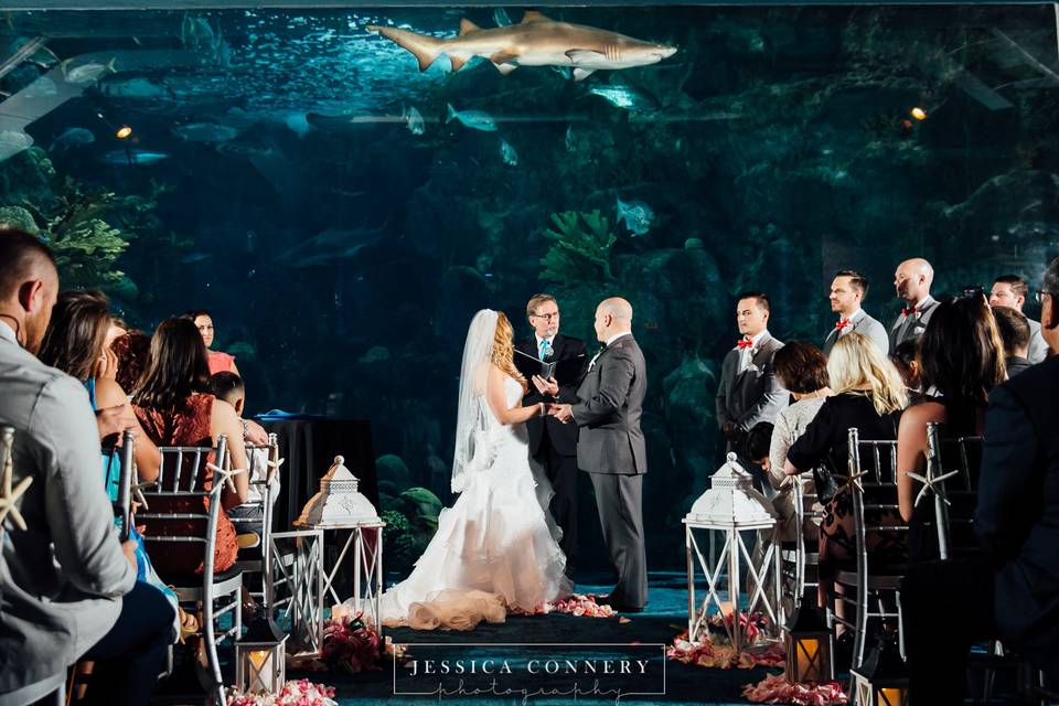Florida Aquarium wedding