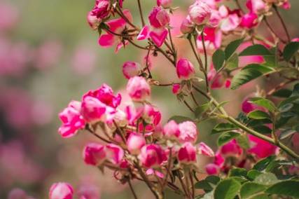 Wild rose