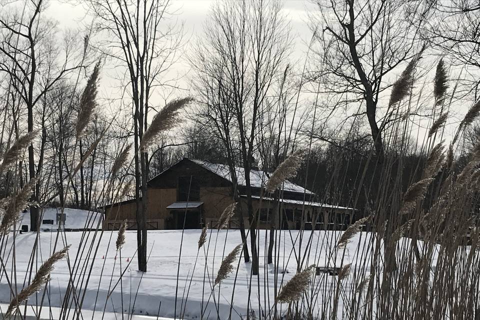 Peeking thru the cattails