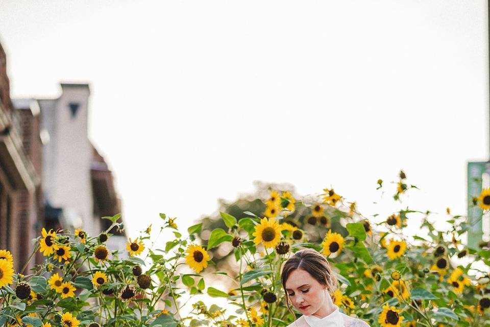 Sunflowers