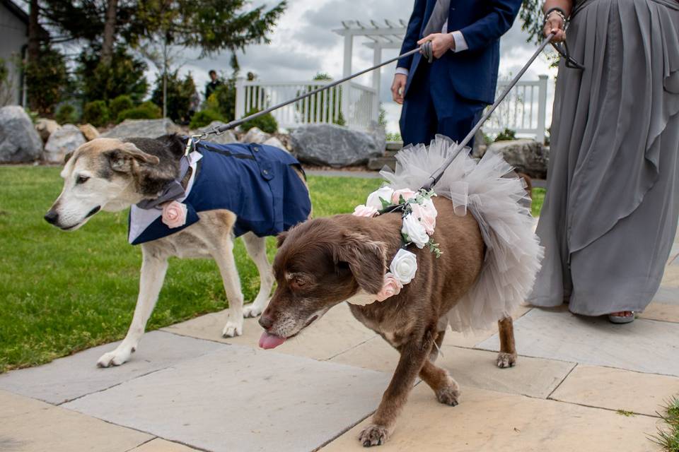 Wedding Pups