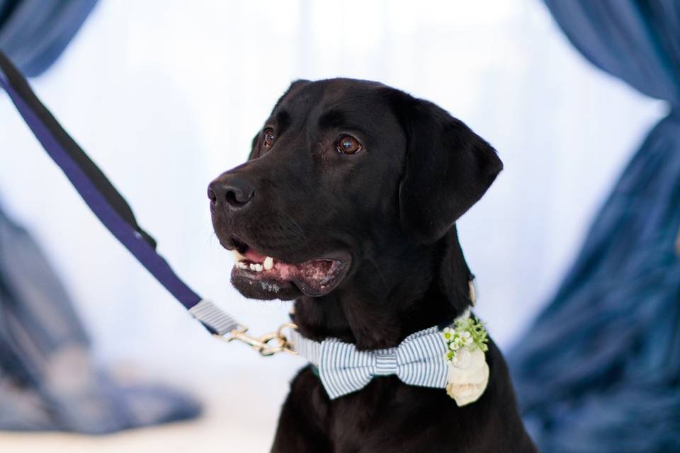 Ring Bearer