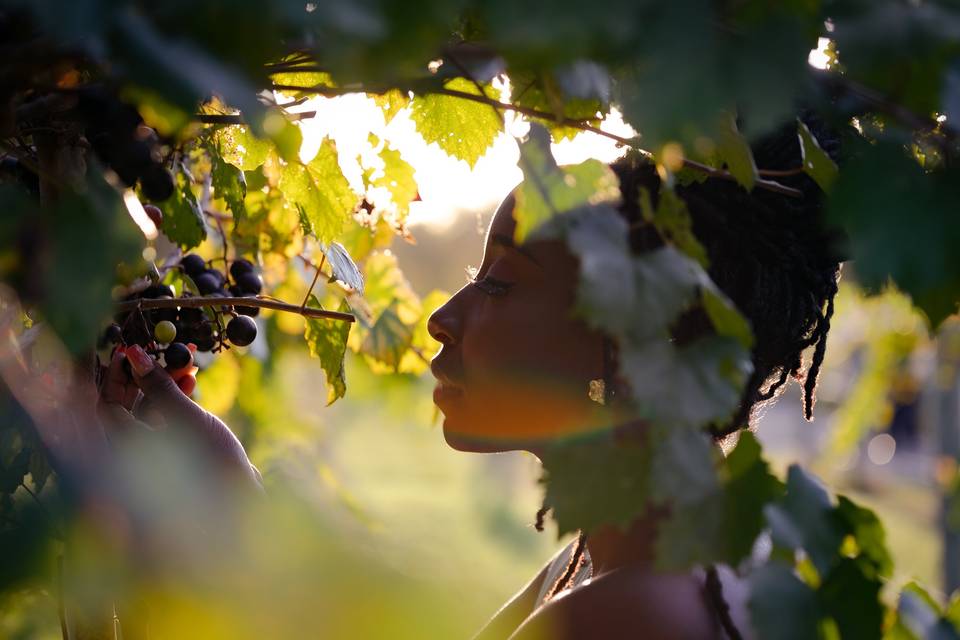 Bride in a vineyard