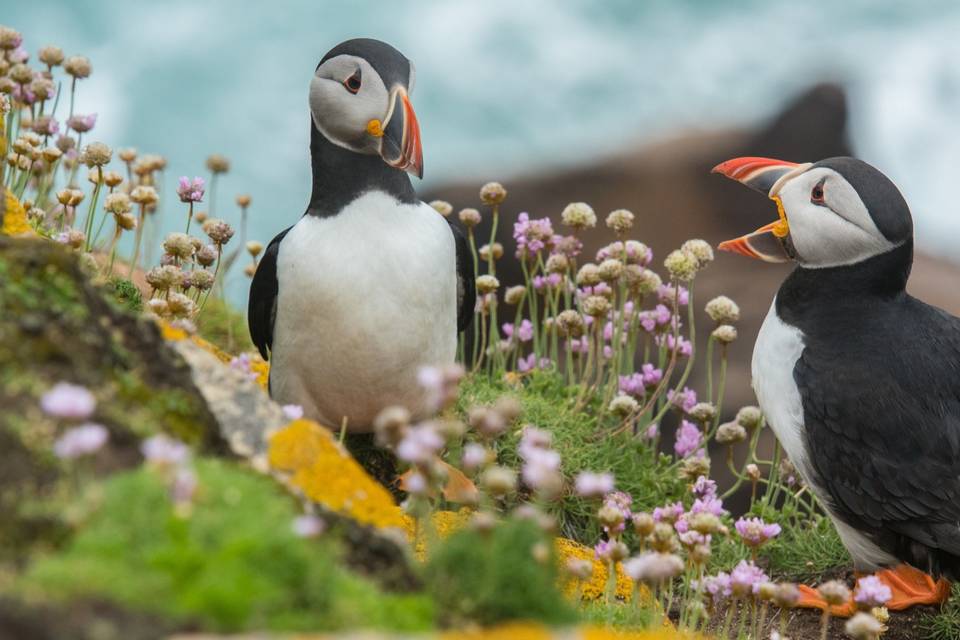 Puffins in Ireland