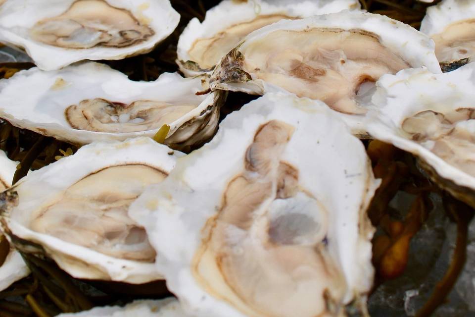 Oysters