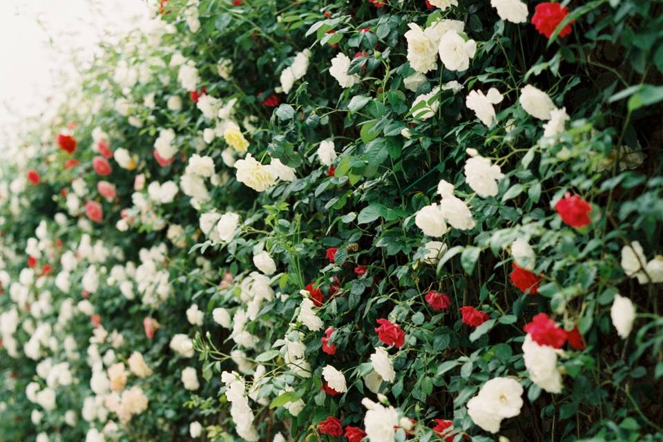 Flower wall at the villa