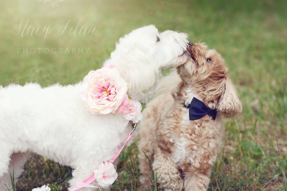 Stacy Felan Photography