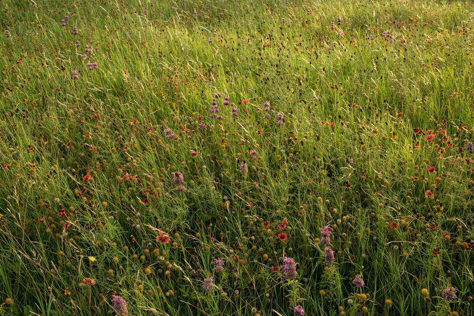 Wildflowers