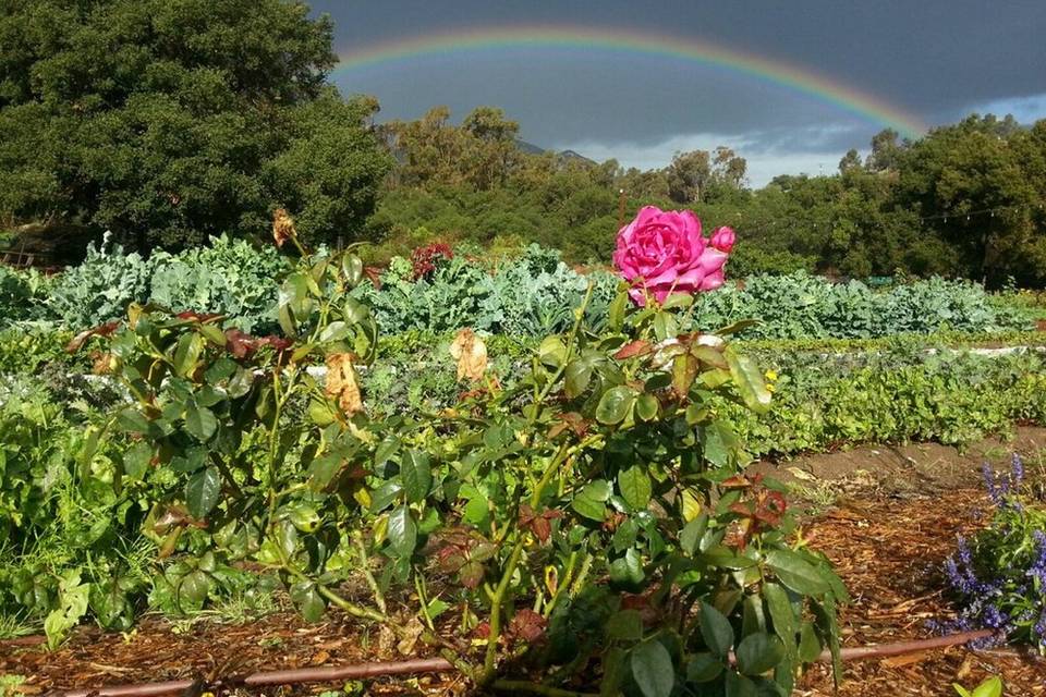 Terra Madre Gardens