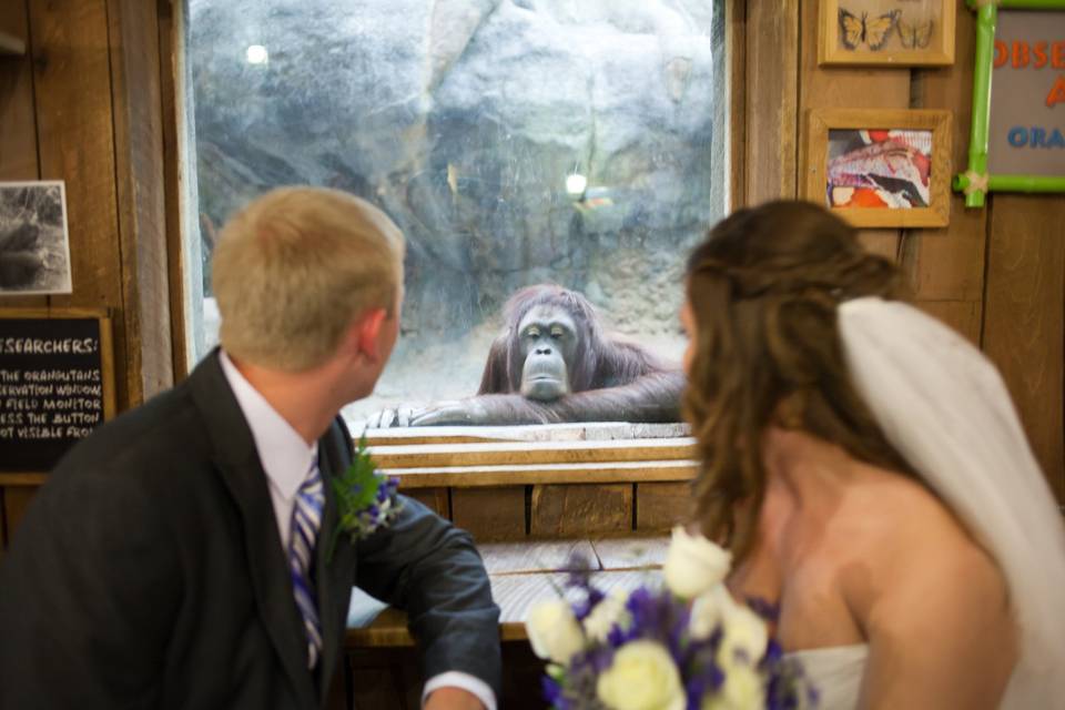Wedding at the Rainforest at Cleveland Metroparks Zoo