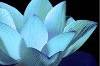 Lotus Diamonds