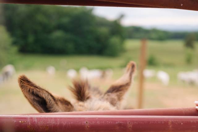Our estate donkeys