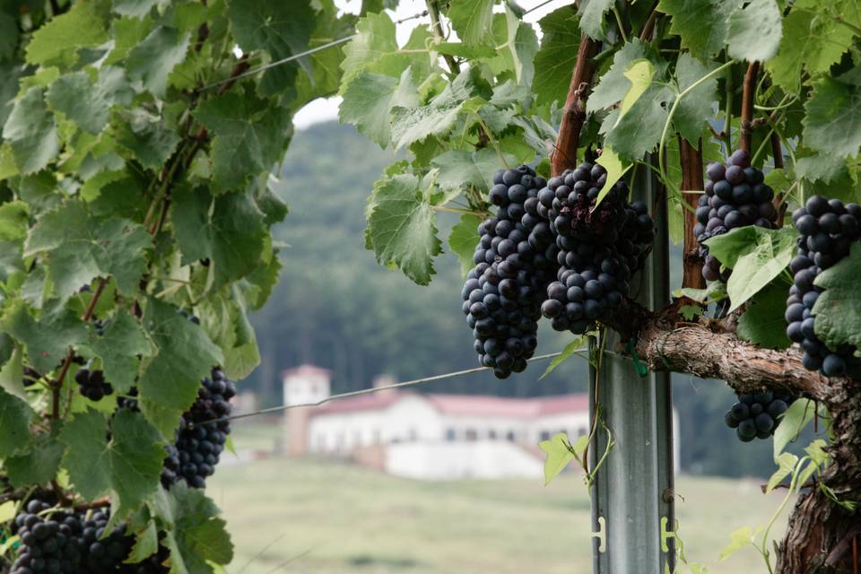 View from the vines