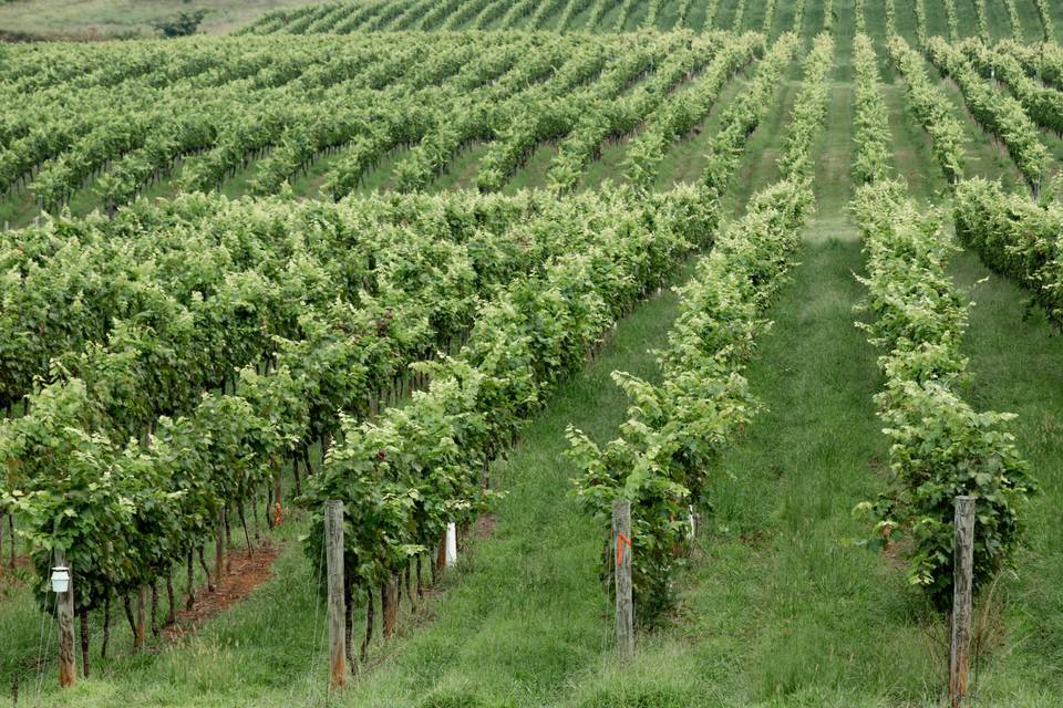 Vines