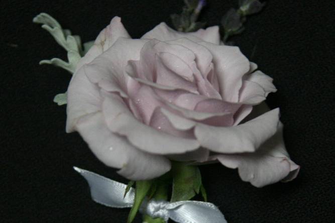 Rebecca's Silver Rose