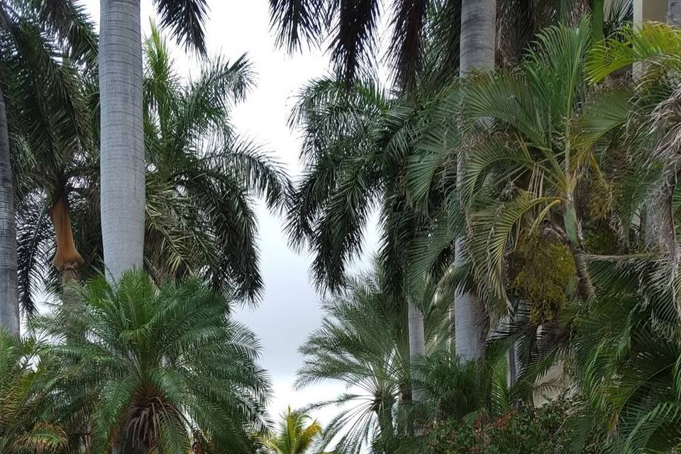 Island Mike Weddings