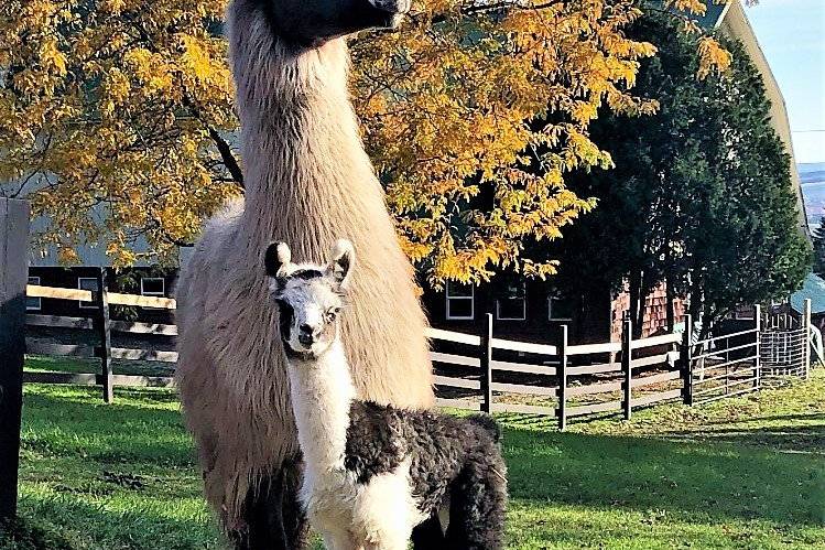 Llama mama and baby