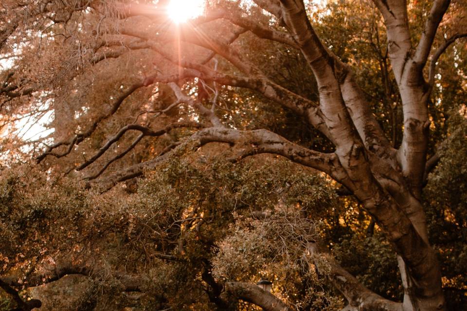 UC Berkeley Botanical Gardens