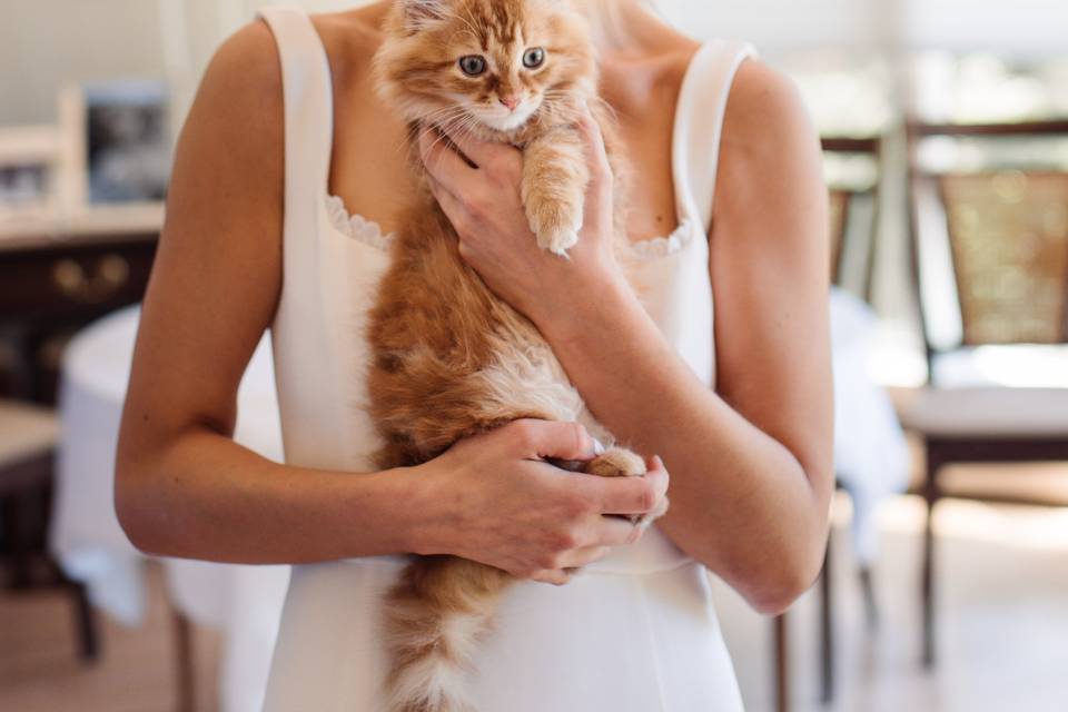 Kitten Bride