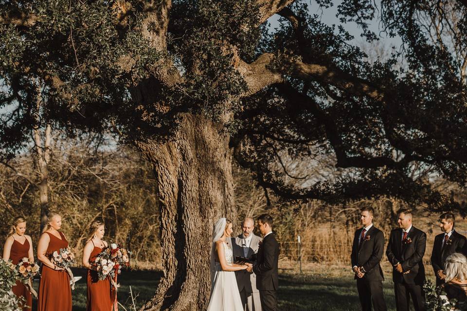 Towering oak