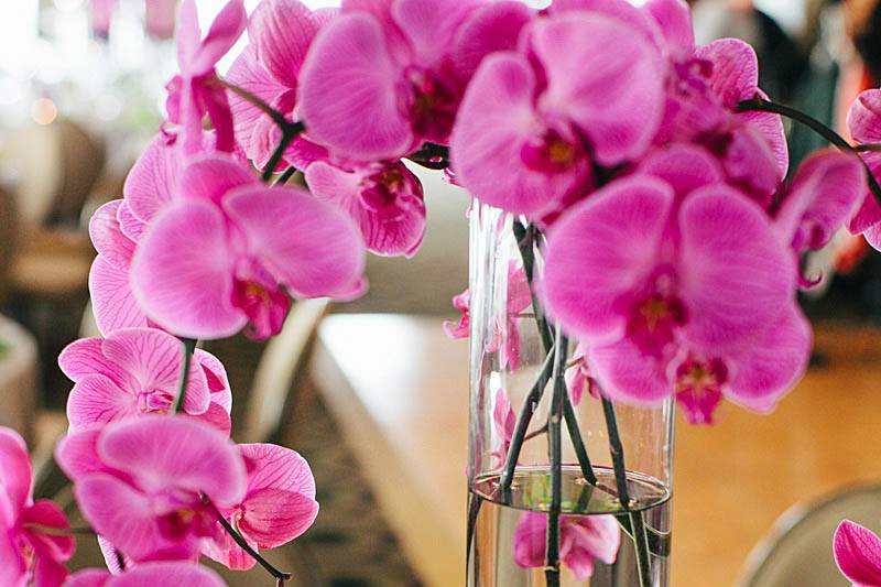 Cascading Phalaenopsis orchid centerpiece