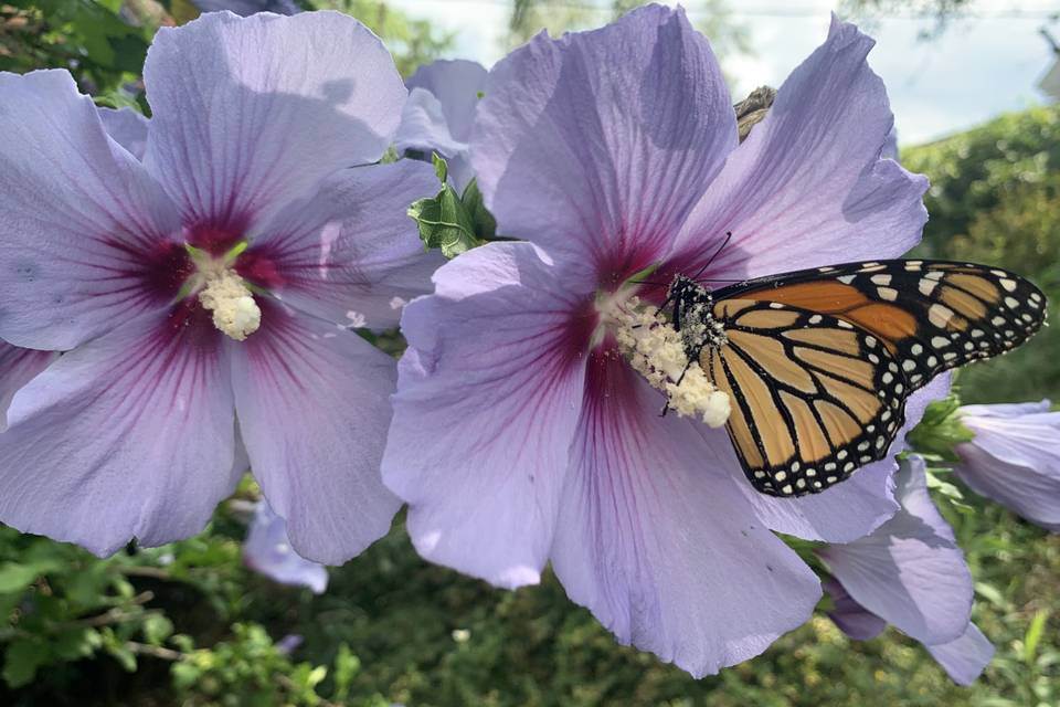 Monarch on flower