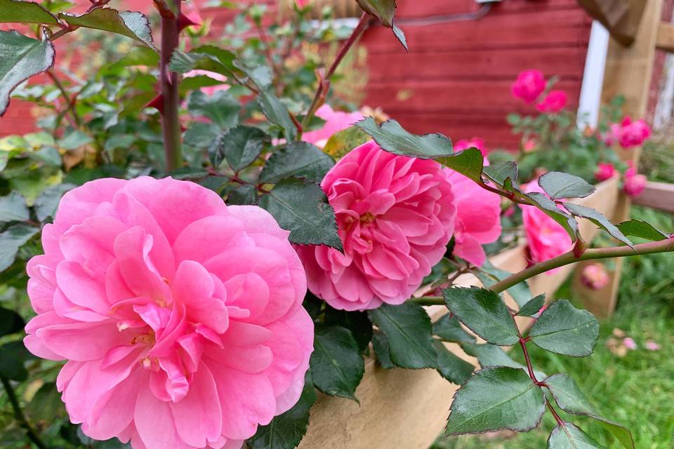 Hydrangea Farms