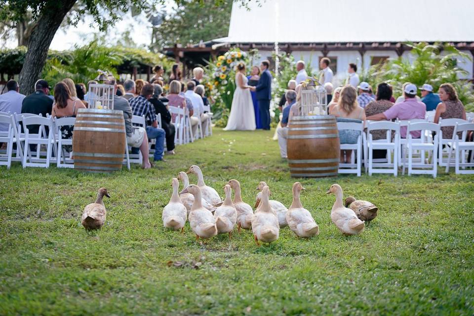 Ducks observing the ceremony