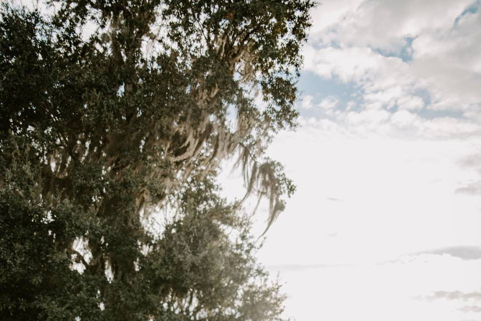 Oak Trees