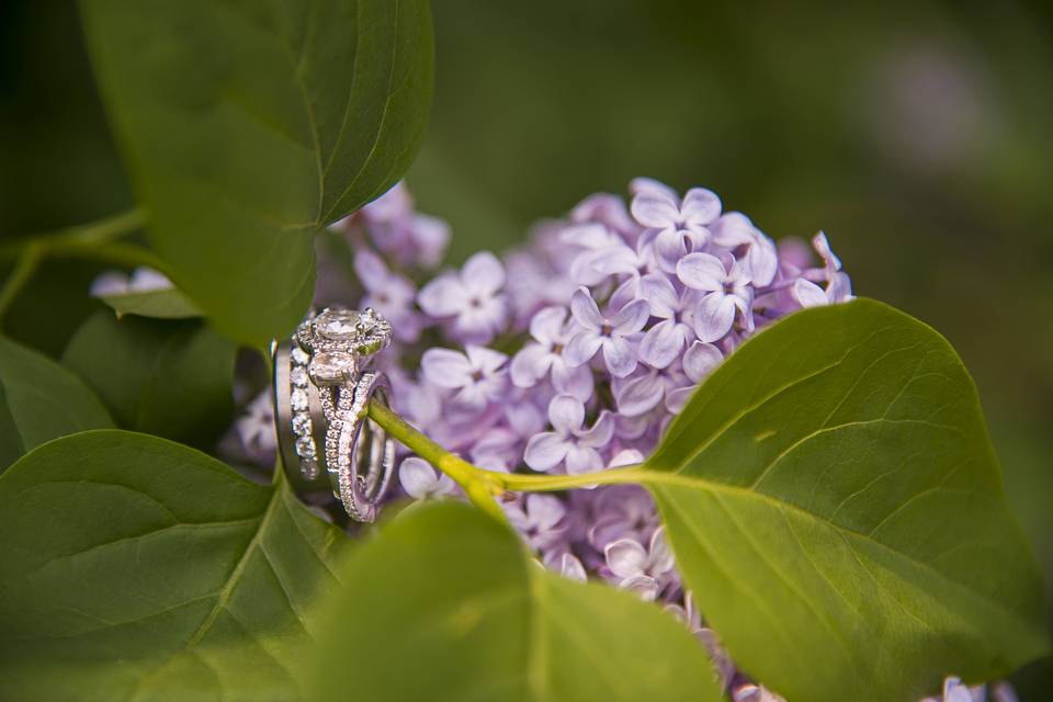 Rings in lilacs