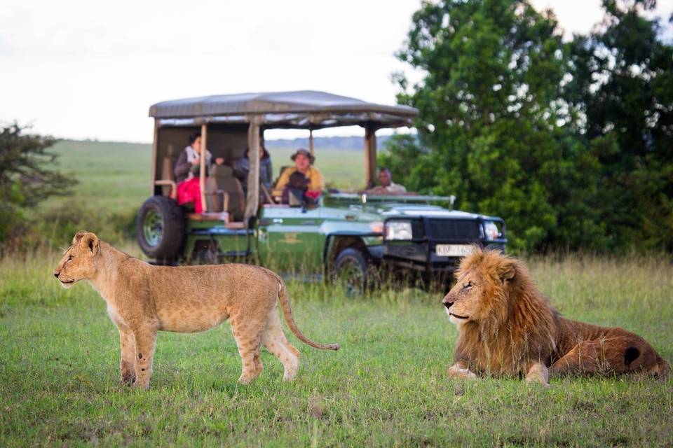 Jungle Safari, Tanzania.