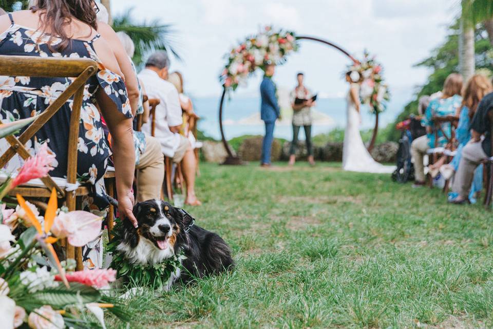 Wedding Dog