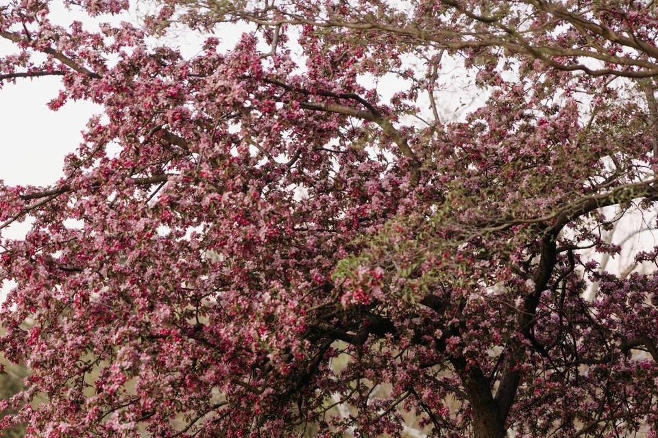 The Willows