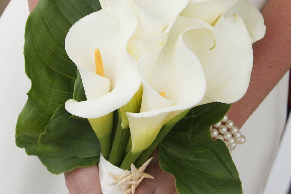 Calla lily