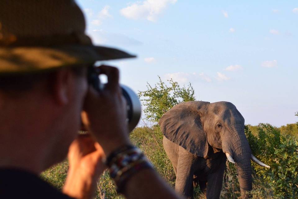 Elephant in the wild