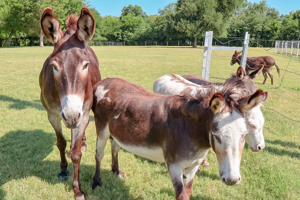 Donkeys