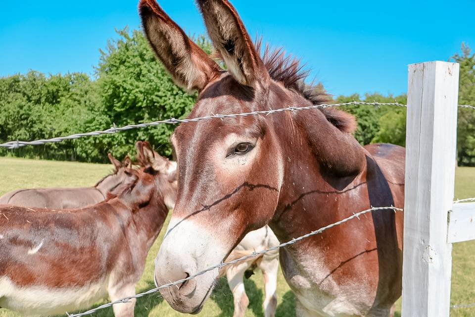 Donkeys