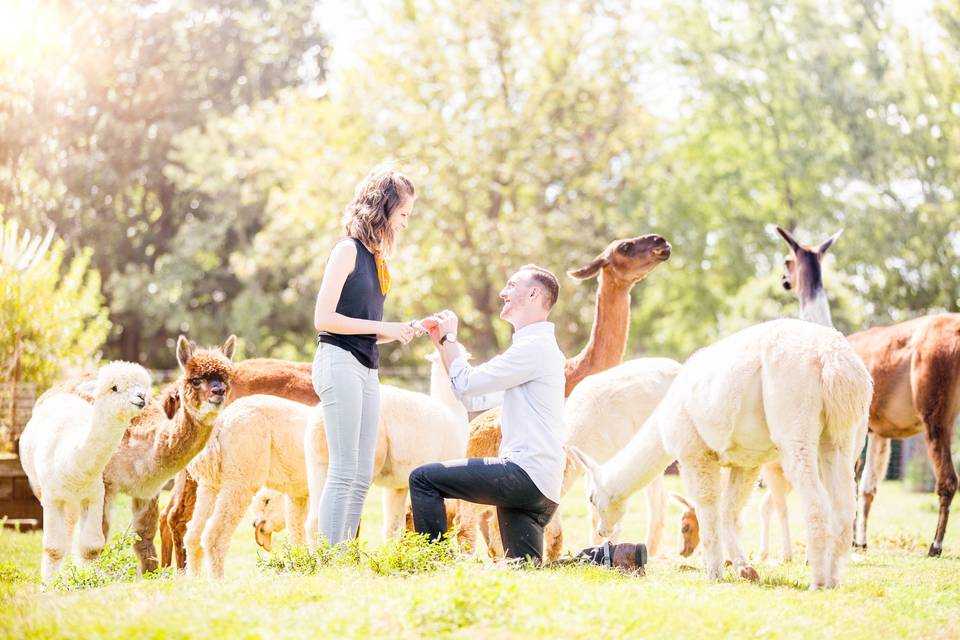 Llama Proposal