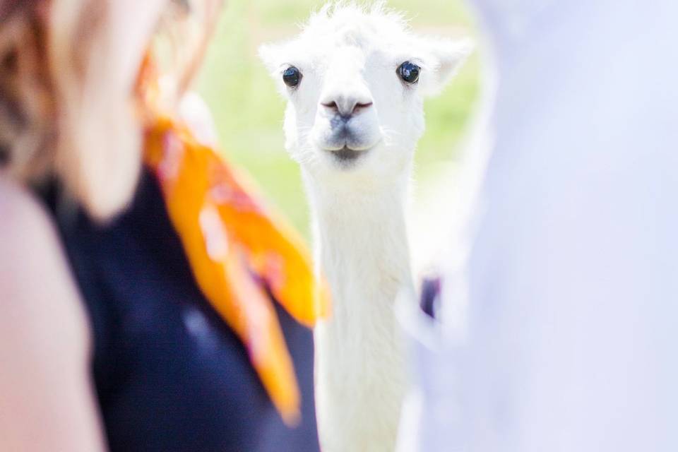 Llama Proposal