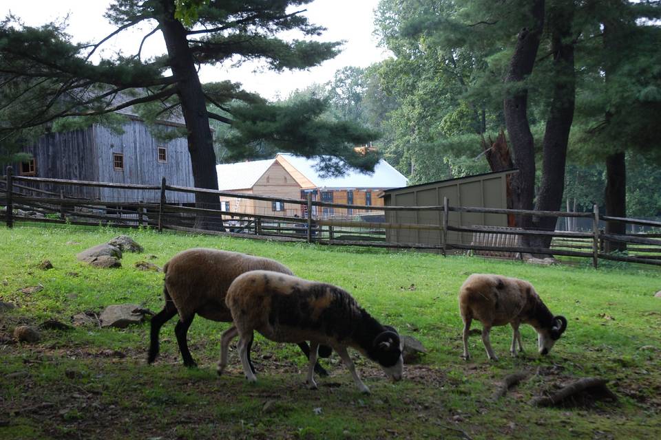 Stamford Museum & Nature Center