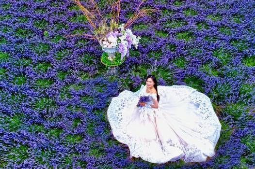 Love Lavender Wedding