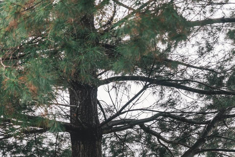 Sara Crinnion Photography