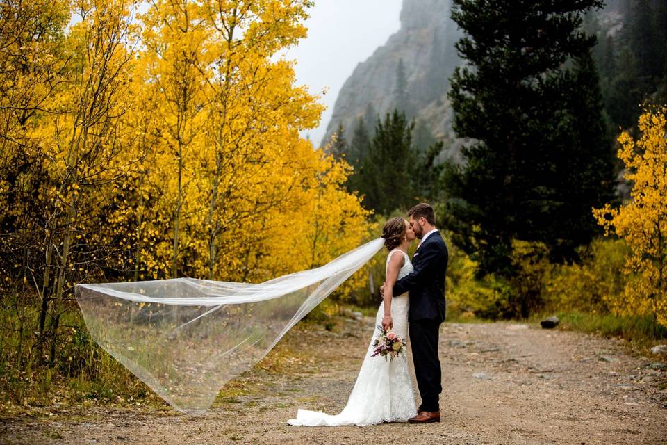 Aspen Trees